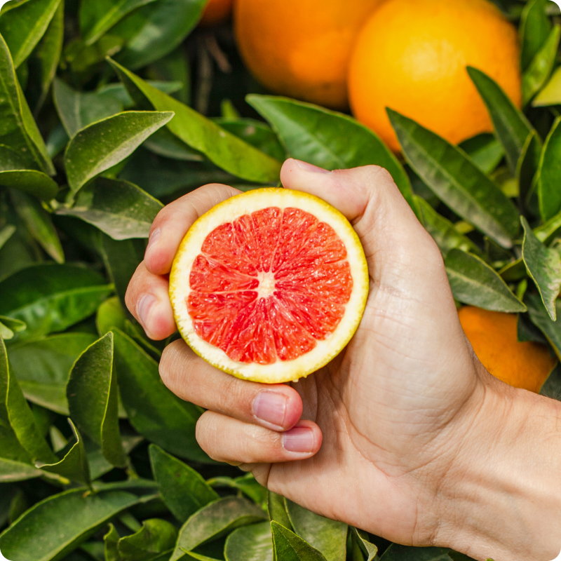 Portakal bahçem banner