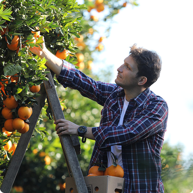 Portakal bahçem banner