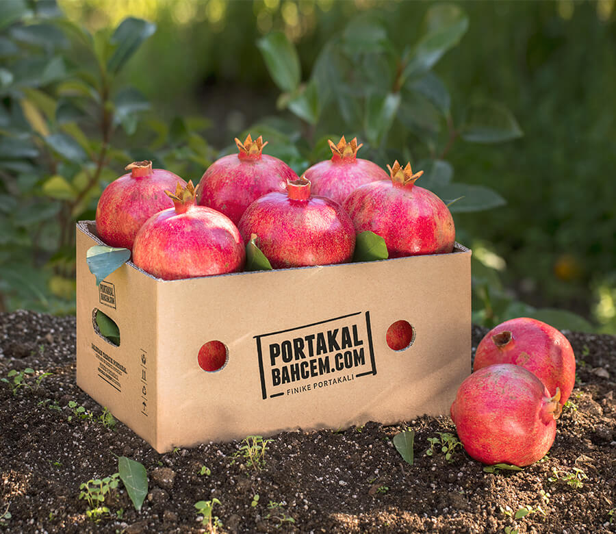 Finike’den Hicaz Nar