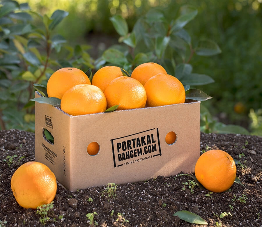Finike Portakalı