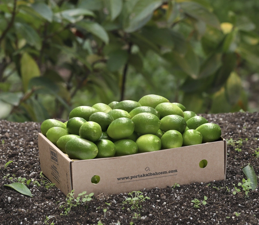 İlk Hasat Limekuat 500 Gr