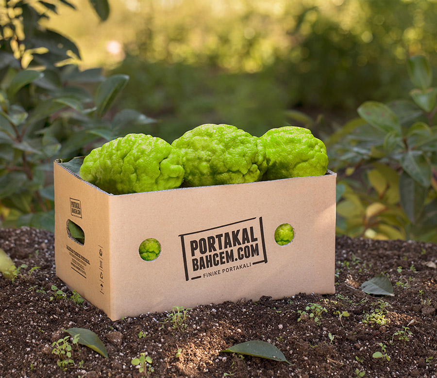 İlk Hasat Pütürlü Bergamot