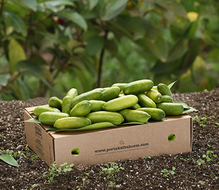 İlk Hasat Sunpearl Havyar Limon 250 Gr